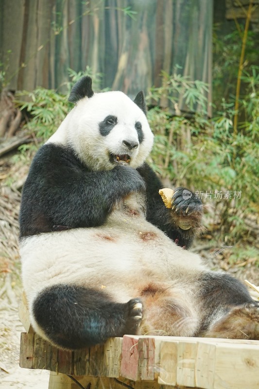 大熊猫坐着进食竹子