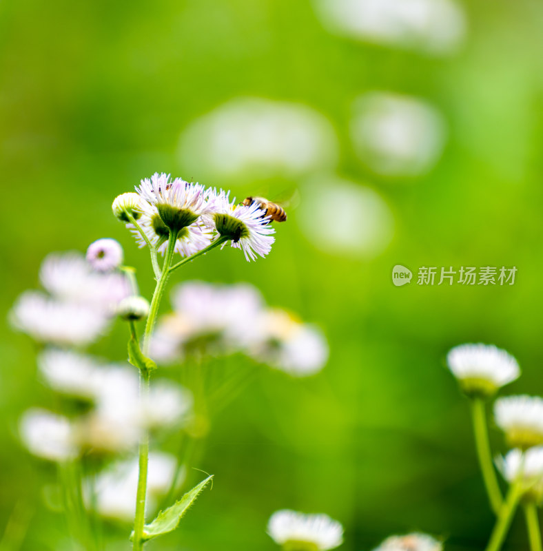 蒲公英的花朵