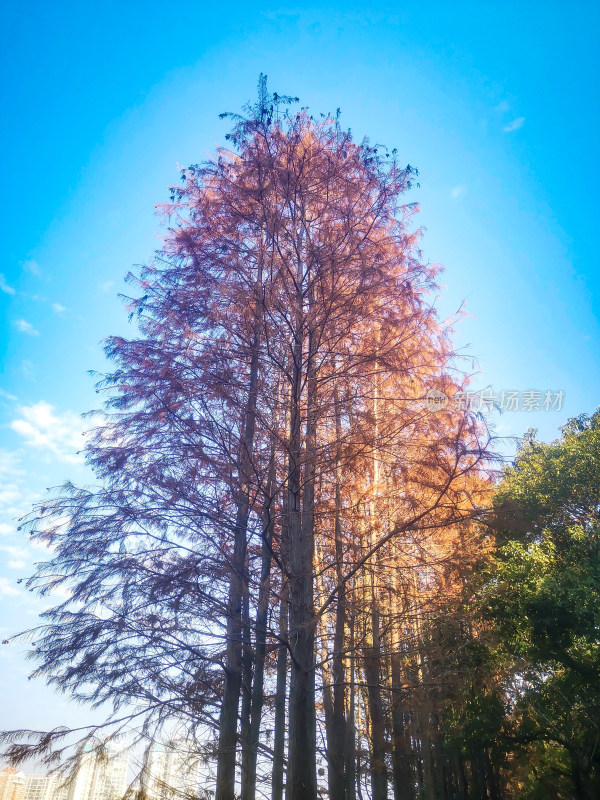 笔直树木水杉摄影图