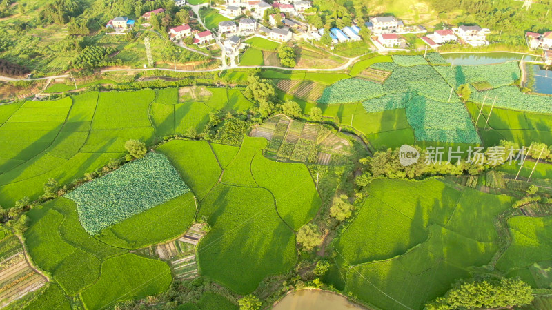 绿色农田水稻