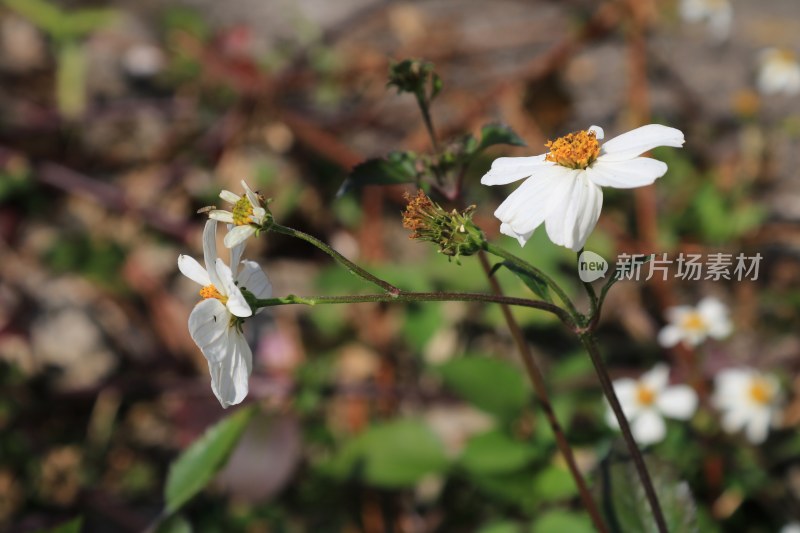 鬼针草（狼把草）