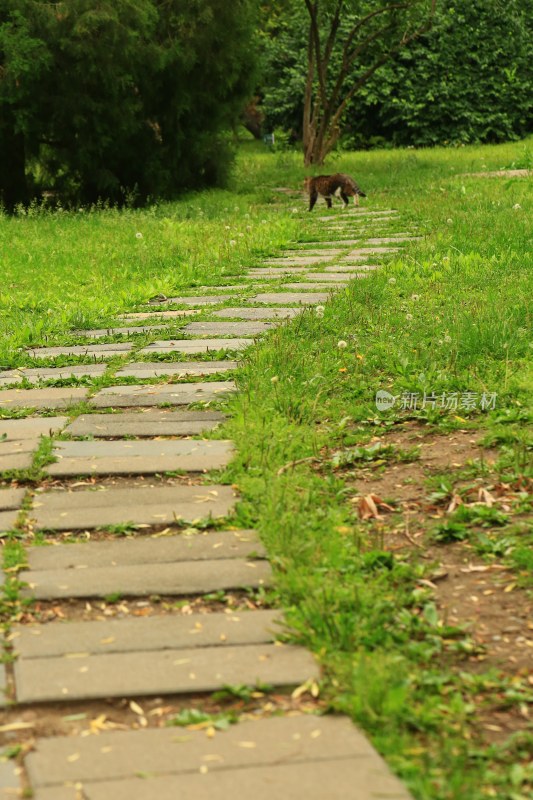 草地石板路行走的猫