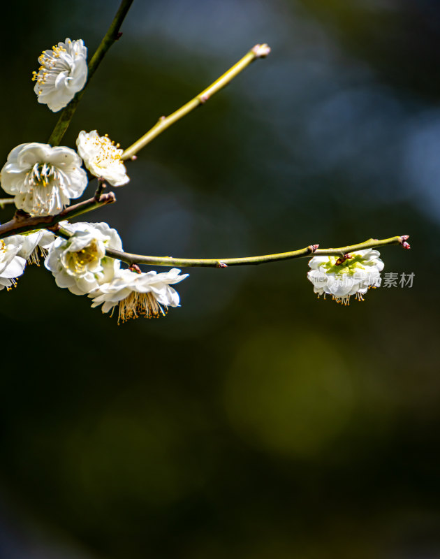 上海莘庄公园莘庄梅园梅花春天景点景观