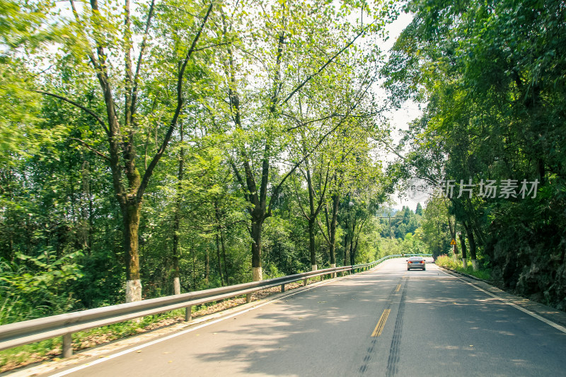 通往绿意的森林道路