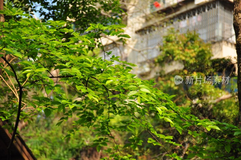 长沙风光  长沙街景 长沙城景  自然风景