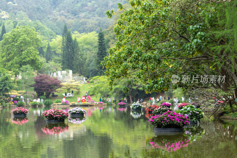 深圳仙湖植物园花展