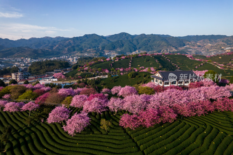 福建龙岩永福台品樱花茶园