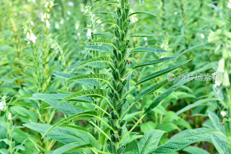 生长中的芝麻芝麻田