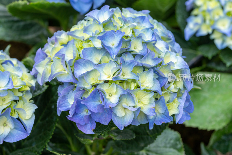 绣球花、花朵