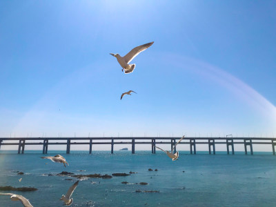 大连星海湾大桥前展翅飞翔的海鸥