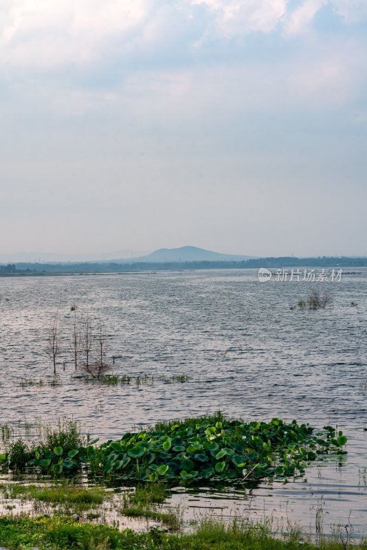 夏天的邹城孟子湖湿地湖泊自然景观