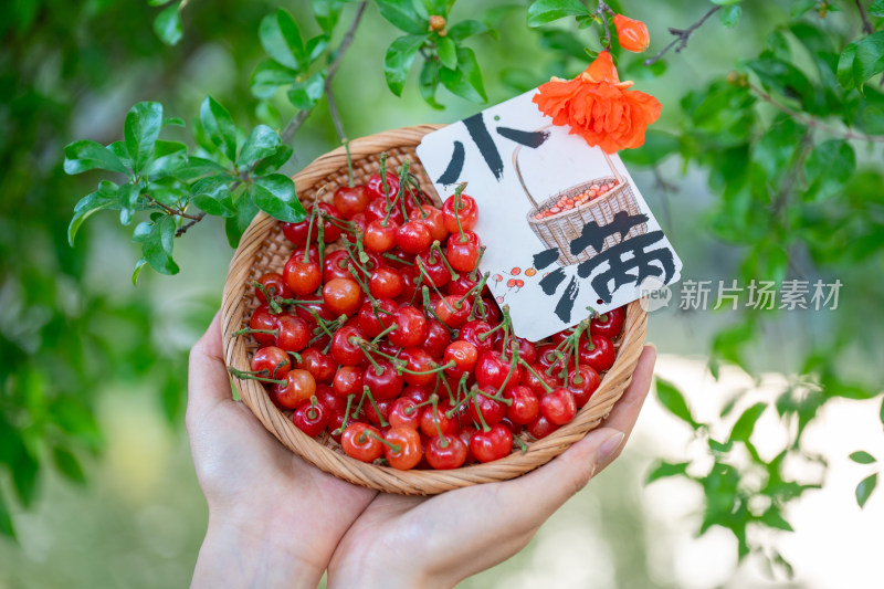 二十四节气之小满