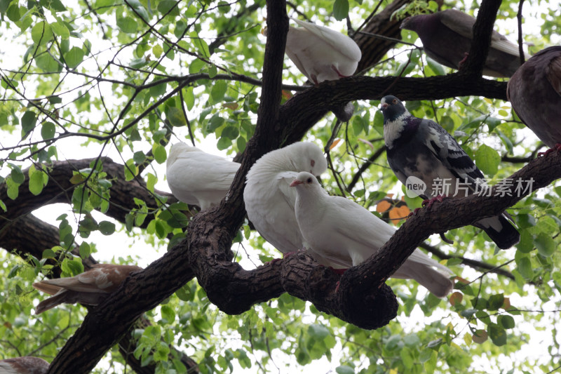 杭州西湖边树上栖息的鸽子