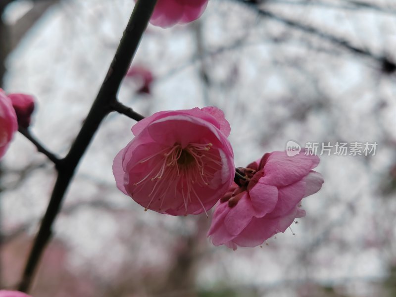 盛开的粉色梅花特写