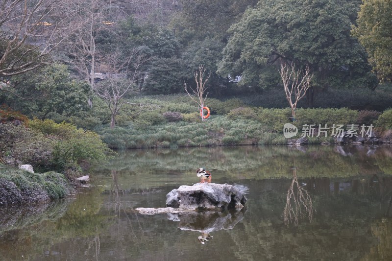 池塘中石头上休憩的鸟儿