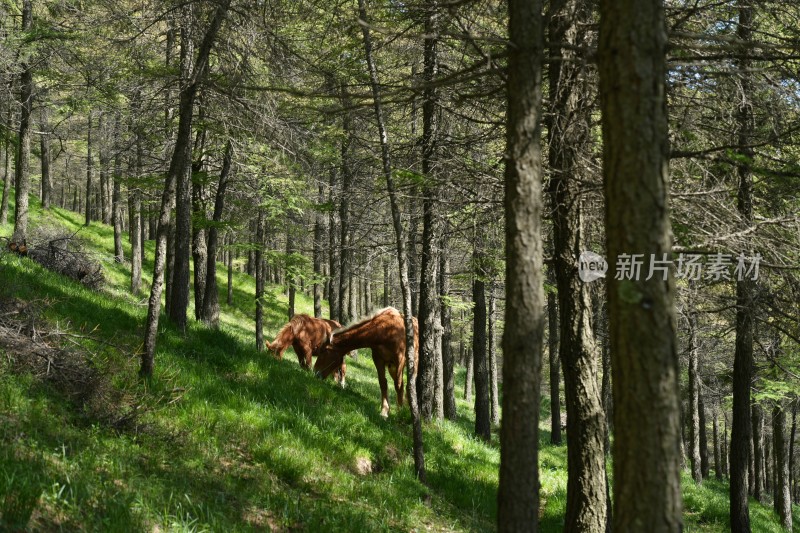 五台山南台风光