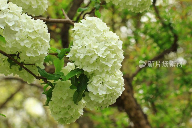 绣球花特写