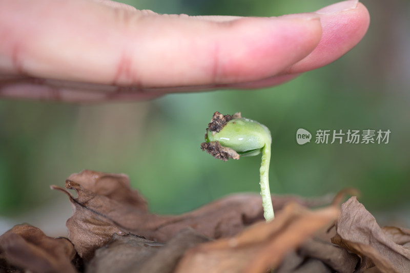 手去呵护小嫩芽