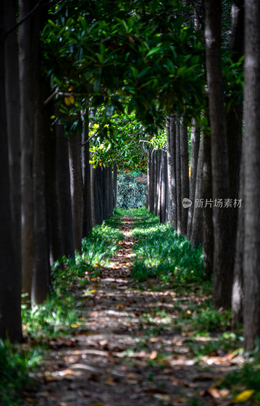 洛阳隋唐遗址植物园景点景观