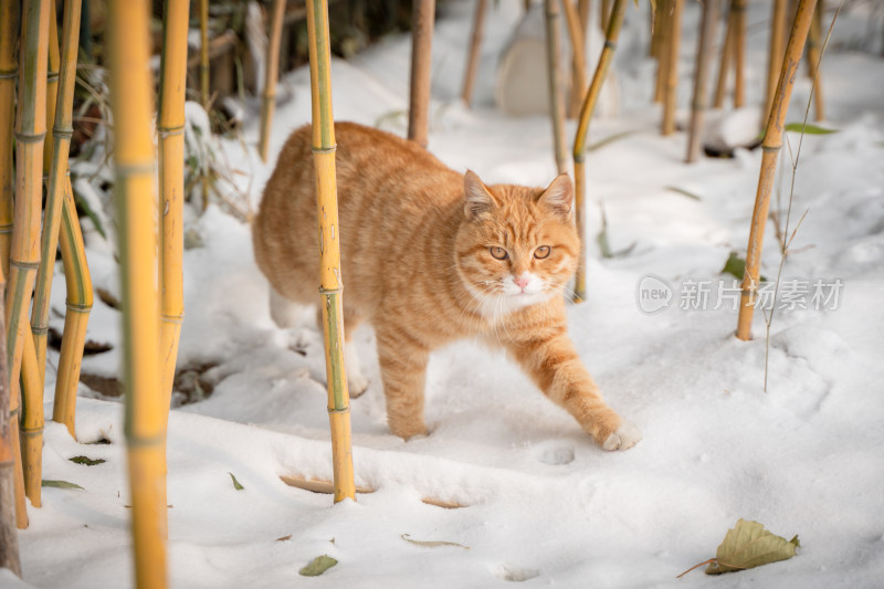 雪地橘猫踩雪行走