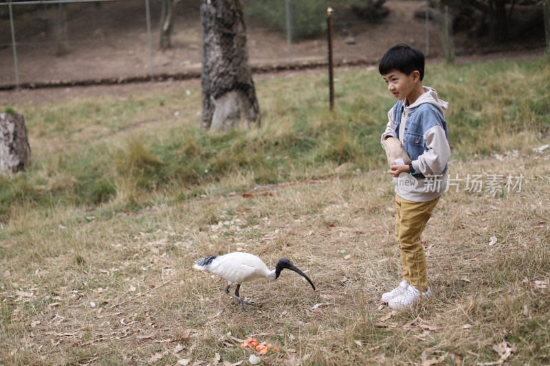 男孩在草地上喂鸟的侧视图