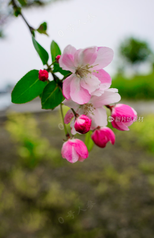 鲜花花朵花卉花树