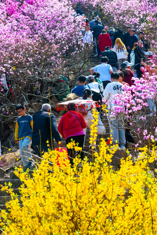 青岛大珠山杜鹃花风光