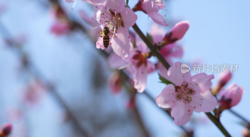 桃花盛开蜜蜂采蜜
