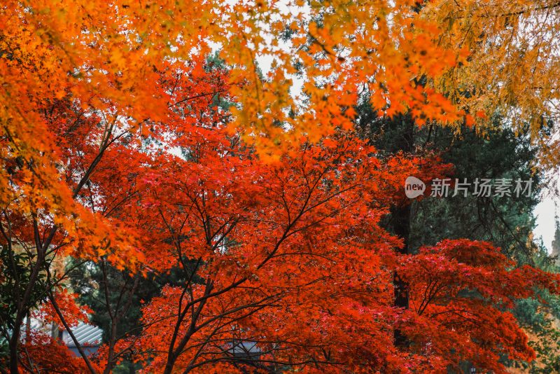 昆山亭林园秋冬风光