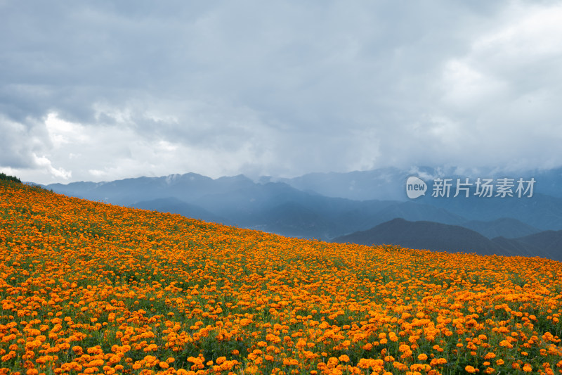 种满万寿菊的山坡及远处的群山