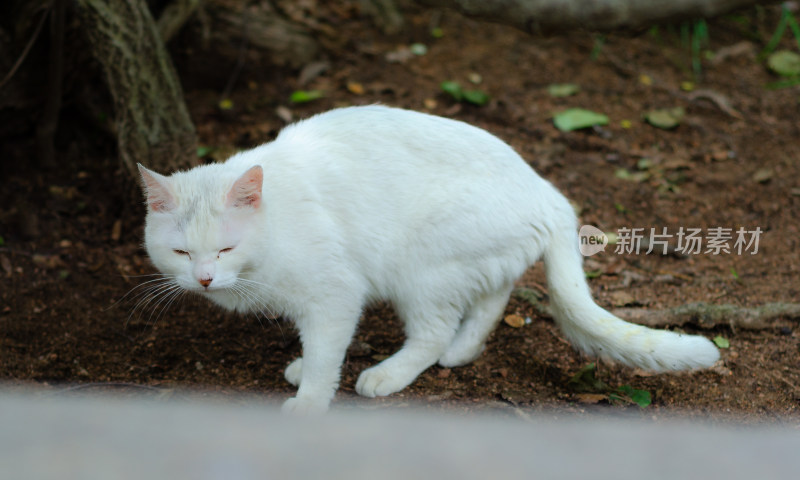 公园里一只白色的流浪猫正在觅食