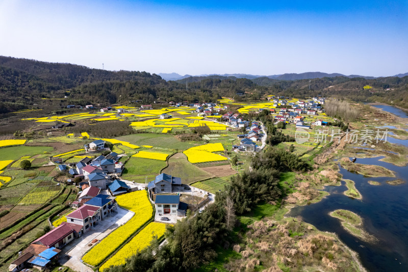 春天乡村田园油菜花航拍图