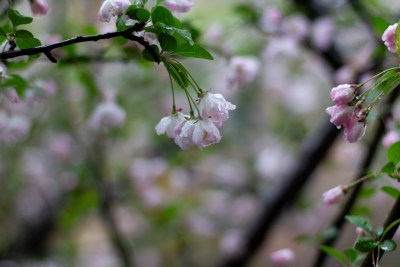 雨中的粉色海棠花素材