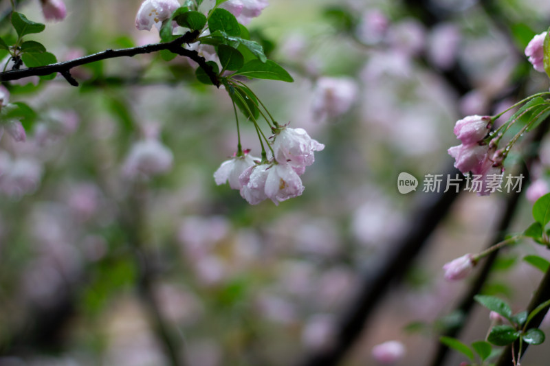 雨中的粉色海棠花素材