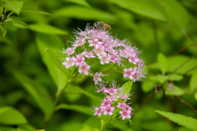 春天绿叶间盛开的粉花绣线菊和蜜蜂