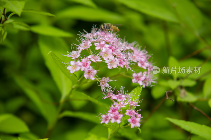 春天绿叶间盛开的粉花绣线菊和蜜蜂