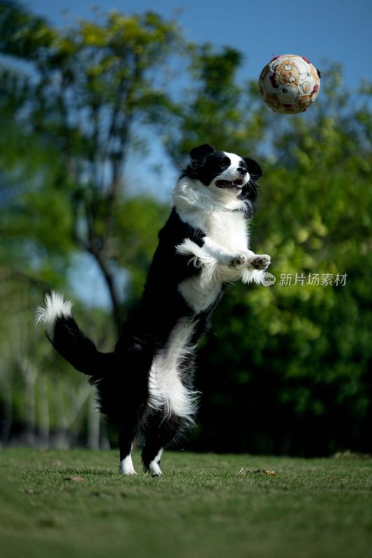 边牧草地跳跃接球瞬间