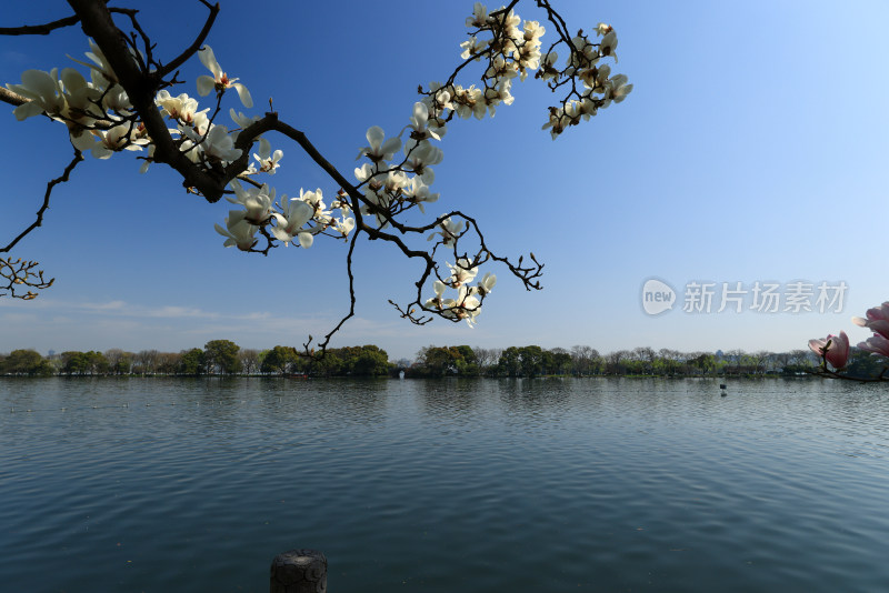 杭州西湖第一名园西湖国宾馆湖边的白玉兰