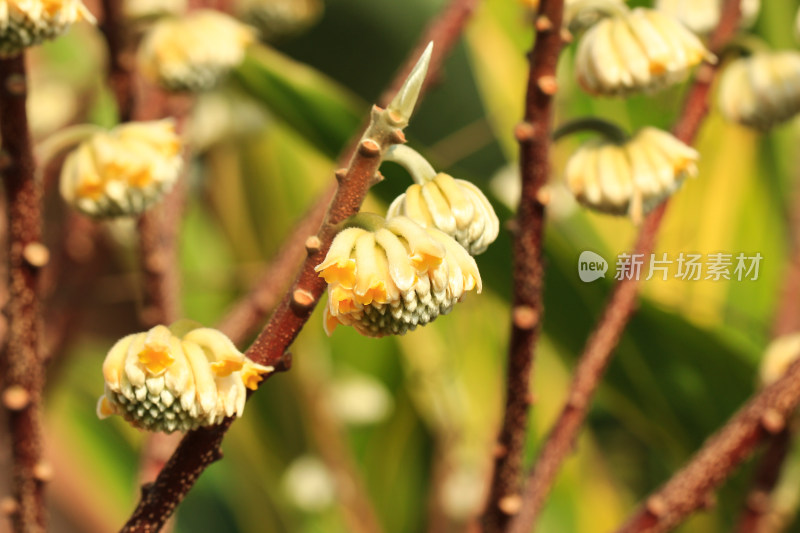 结香花花蕾实拍素材