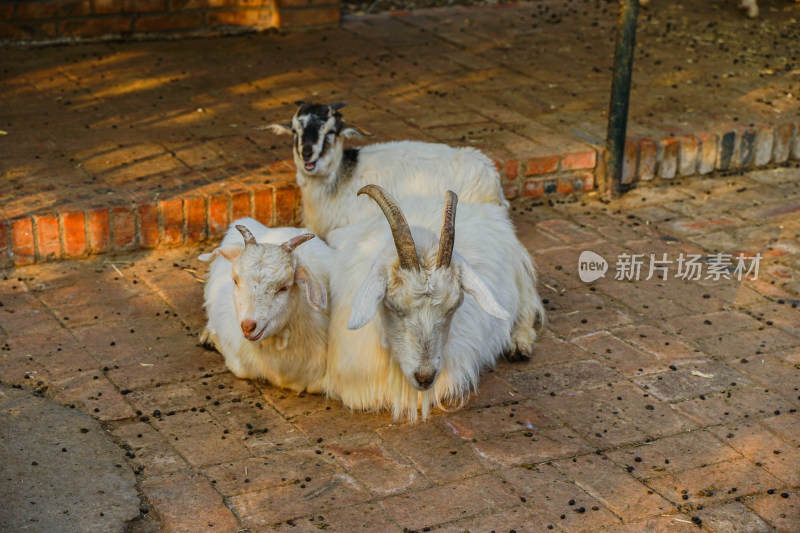 羊圈中的养趴在地上休息