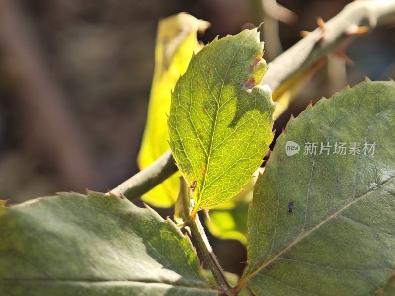 阳光下叶脉清晰的绿叶特写