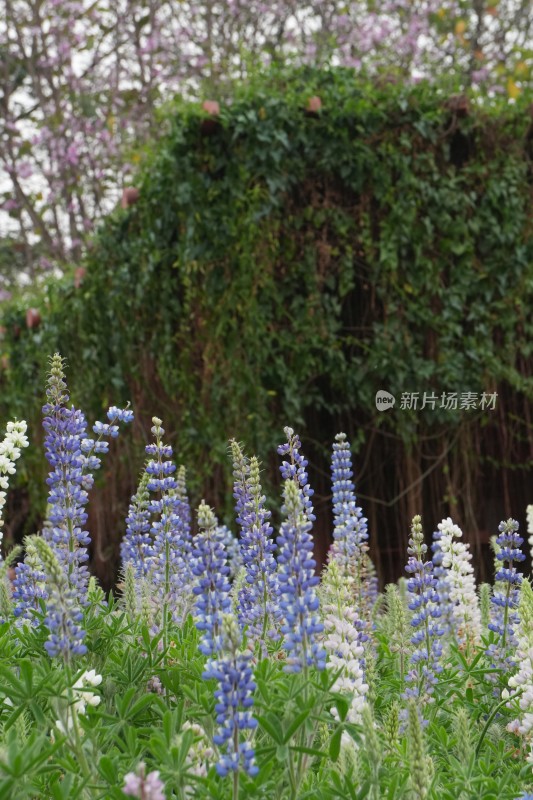 千灯湖多彩羽扇豆花特写