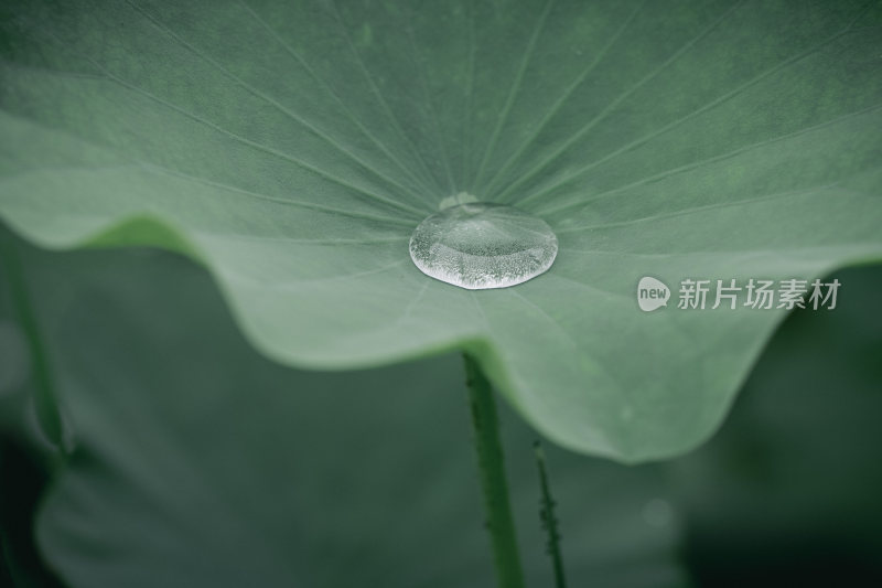 夏季雨后荷塘荷叶上的露水露珠