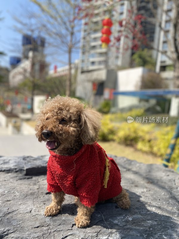 穿红毛衣的泰迪犬户外坐在石头上