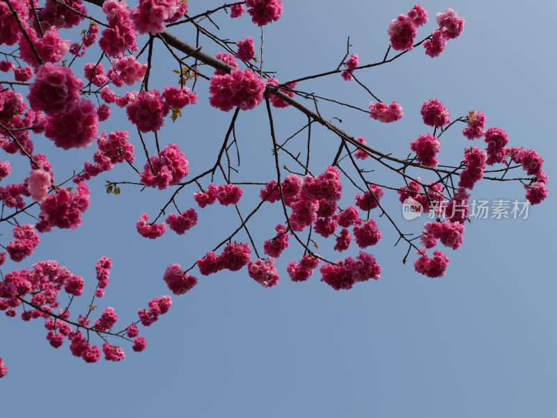 晴天枝头盛开的樱花