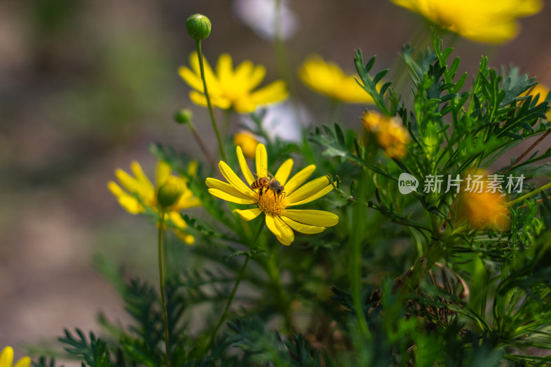 小雏菊特写素材