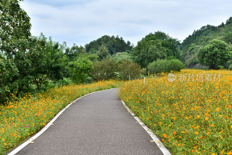 黄色小花小路