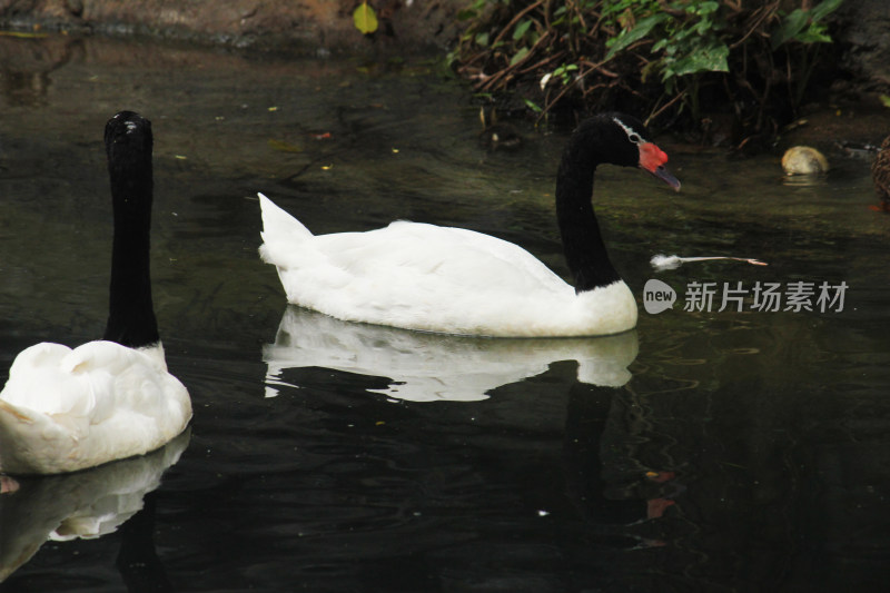 黑颈天鹅在水中游动的自然景象