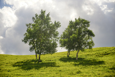 山坡上的小树野草绿地自然风景