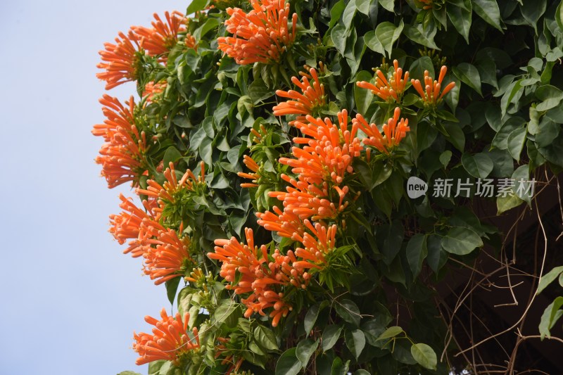 广东东莞：炮仗花正值花期